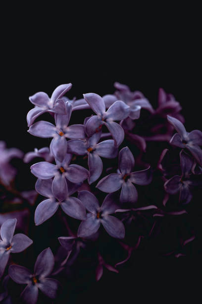 istock Lilac flowers on a black background. 1227217338
