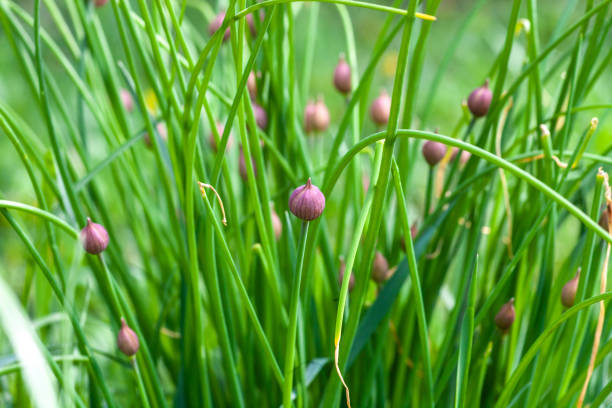 Pink buds of onions growng in spring garden Pink buds of onions growng in spring garden. Chives about to bloom, sun light day chives allium schoenoprasum purple flowers and leaves stock pictures, royalty-free photos & images