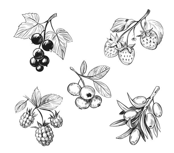 ilustrações de stock, clip art, desenhos animados e ícones de berry sketch. raspberry, blueberry, black currant, strawberry. black vector outline on transparent background - black currant currant black fruit