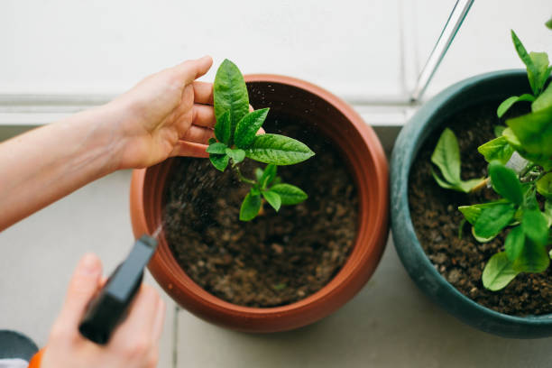 jardinería en casa - plantar en maceta fotografías e imágenes de stock