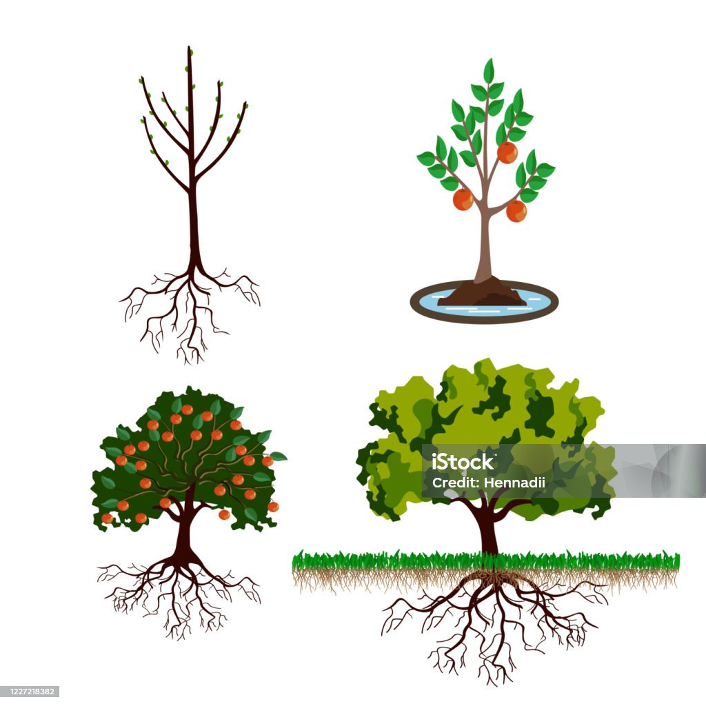 Stages Of Growth Apple Tree Stages Of Growth Apple Tree