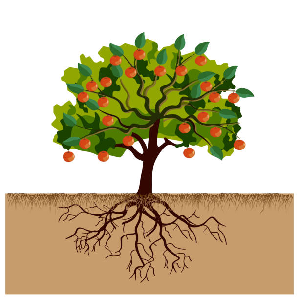 большая яблоня с фруктами и корнями - fruit tree stock illustrations
