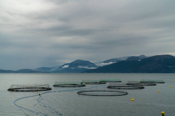 istock Fish Farm In Fjord 1227218596