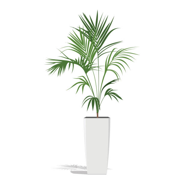 illustrations, cliparts, dessins animés et icônes de paume décorative dans un pot de fleur. palmier vert howea dans le pot de fleurs isolé sur le blanc. - flower single flower leaf tree