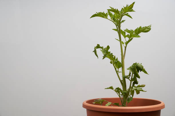 istock tomato plant seperated on white background 1227218976