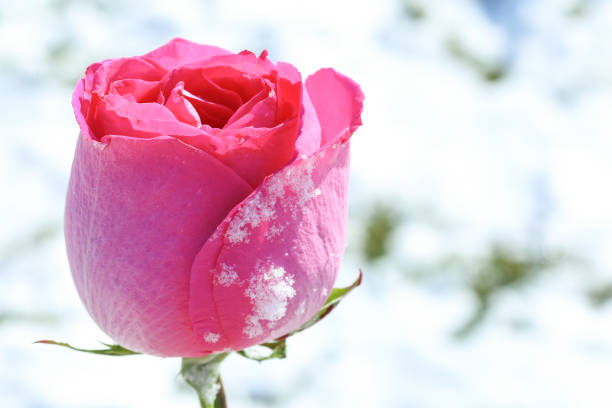 Landscape flowers