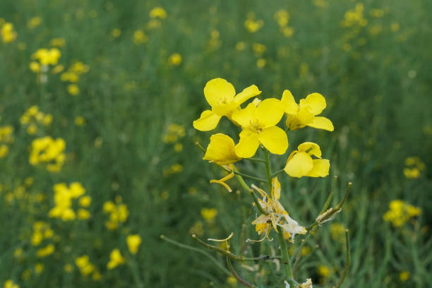 istock Yellow rapeseed flowers on a field 1227220179