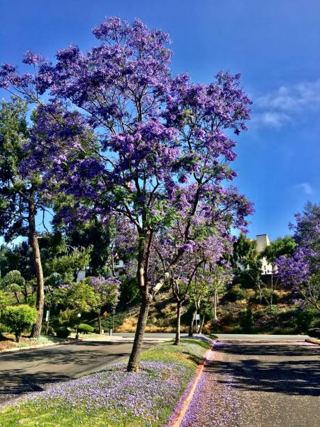 istock lavender colored jacaranda trees / jacaranda mimosifolia 1227220478