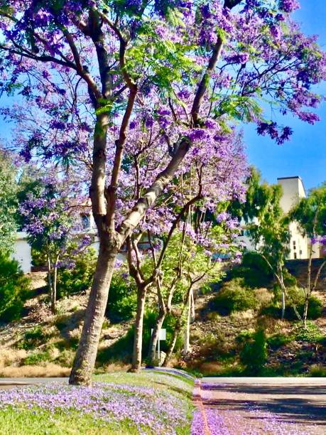 istock lavender colored jacaranda trees / jacaranda mimosifolia 1227220487