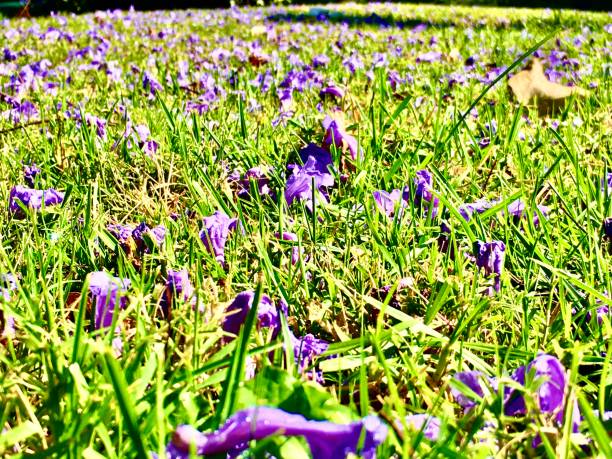istock lavender colored jacaranda trees / jacaranda mimosifolia 1227220495