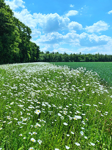 White daisies blooming in the field in springtime.