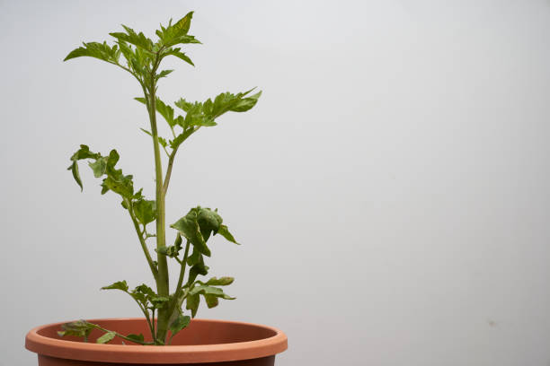 istock tomato plant seperated on white background 1227220957