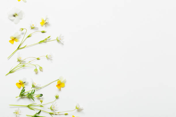 istock wild flowers on white  background 1227221974