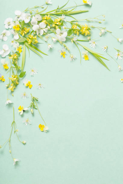 istock wild flowers on paper background 1227221997