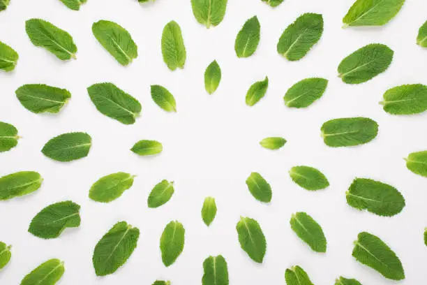 Top above overhead view photo of mint leaves lying in circles isolated on white background