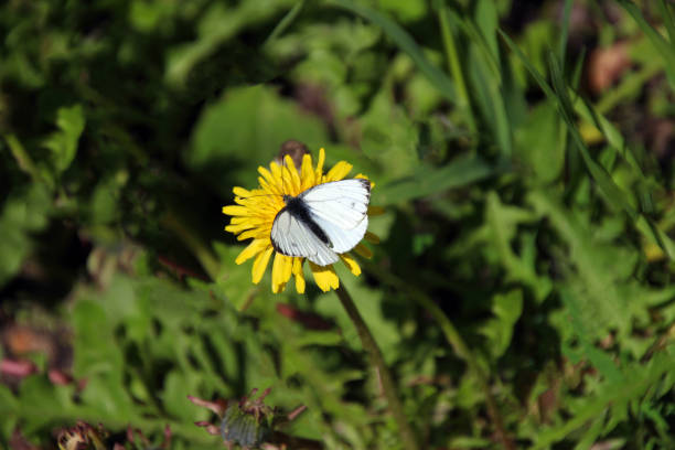 istock white butterfly on a yellow dandelion 1227222262