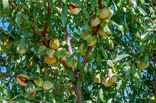 Close-up of ripe almond fruit (Prunus dulcis), ready for harvest, growing in clusters in trees on a central California orchard.\n\nTaken in the San Joaquin Valley, California .USA