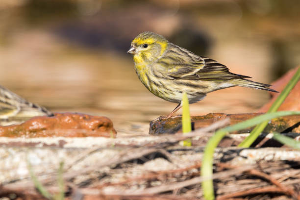 savior a cute little bird in orange scene serin stock pictures, royalty-free photos & images