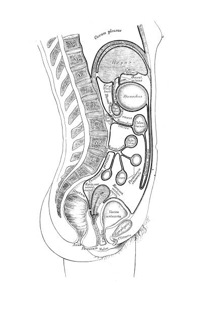 illustrations, cliparts, dessins animés et icônes de régime du cours du péritoine chez les femmes. - engraved image engraving liver drawing