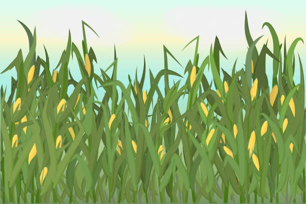 A cornfield with ripe cobs against a blue sky. Background image. Vector illustration. A cornfield with ripe cobs against a blue sky. Background image. Vector illustration. agricultural field stock illustrations