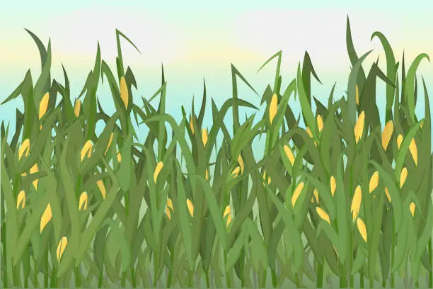 Vector illustration of A cornfield with ripe cobs against a blue sky. Background image. Vector illustration.