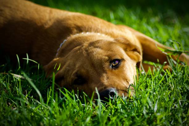 istock Boerboel and Rottweiler crossbreed Laying 1227224531