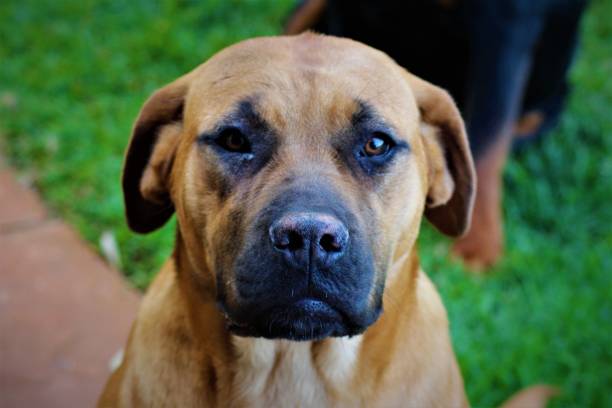istock Boerboel close-up 1227224555