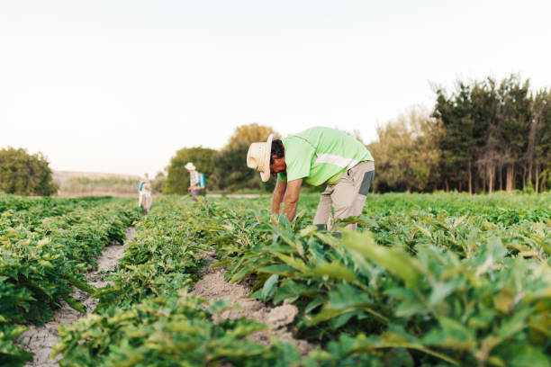 istock Farmers harvesting in the field 1227225073