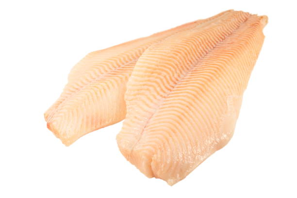 Two fresh Halibut fish fillet, white background. stock photo