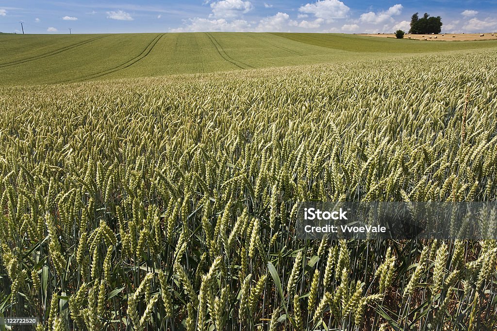Campo de trigo en cielo azul - Foto de stock de Agricultura libre de derechos
