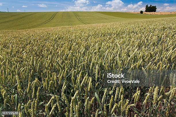 Campo De Trigo En Cielo Azul Foto de stock y más banco de imágenes de Agricultura - Agricultura, Aire libre, Amarillo - Color