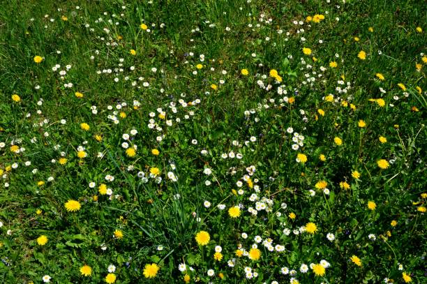 istock a meadow full of flowers 1227225272