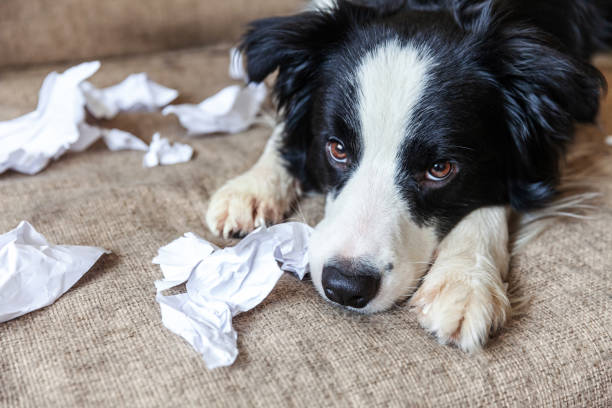 niegrzeczny figlarny szczeniak pies border collie po zgorszenie gryzienie papieru toaletowego leżącego na kanapie w domu. winny pies i zniszczony salon. szkody niechlujny domu i szczeniaka z zabawnym winnym wyglądem - dog home interior loneliness destruction zdjęcia i obrazy z banku zdjęć