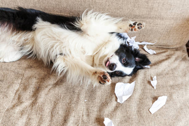 niegrzeczny figlarny szczeniak pies border collie po zgorszenie gryzienie papieru toaletowego leżącego na kanapie w domu. winny pies i zniszczony salon. szkody niechlujny domu i szczeniaka z zabawnym winnym wyglądem - dog home interior loneliness destruction zdjęcia i obrazy z banku zdjęć