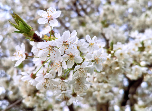 istock Beautiful spring flowers in bloom. 1227226153