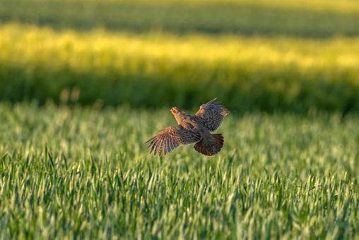 Flying grey partridge in front of a cereal field.