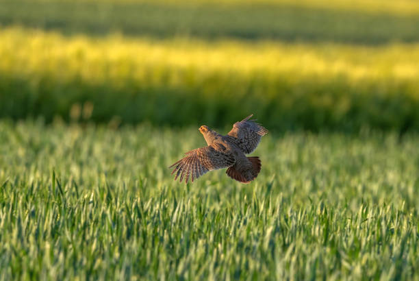 Flying grey partridge Flying grey partridge in front of a cereal field. rooster open wings stock pictures, royalty-free photos & images