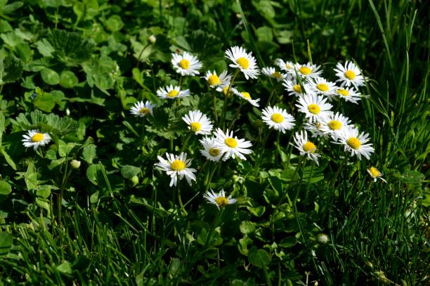 istock a group of white flowers in the grass 1227228677