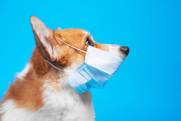 retrato de um cão corgi pembroke galês doente usando máscara médica antivírus branca em um fundo azul. conceito de proteção para animais de estimação. - pembroke welsh corgi - fotografias e filmes do acervo