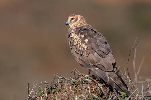 istock Hen Harrier (Circus cyaneus) bird in the natural habitat. 1227228894