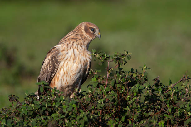 istock Hen Harrier (Circus cyaneus) bird in the natural habitat. 1227228898