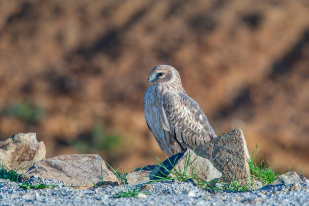 istock Hen Harrier (Circus cyaneus) bird in the natural habitat. 1227228962