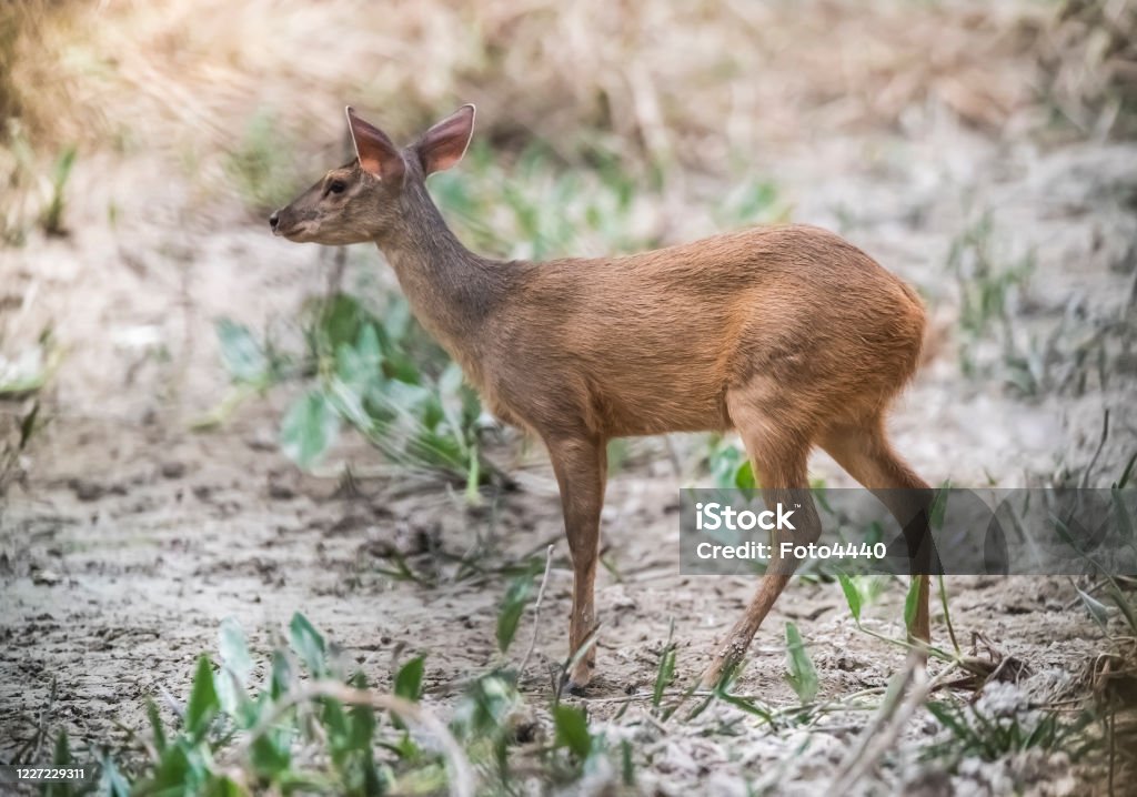 Jelen marsh - Bez autorských poplatků Brazílie Stock fotka Jelen marsh - Bez autorských poplatků Brazílie Stock fotka
