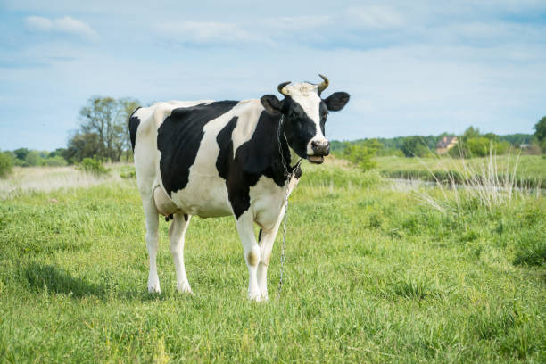 istock Free range milk cow on a pasture. 1227229381