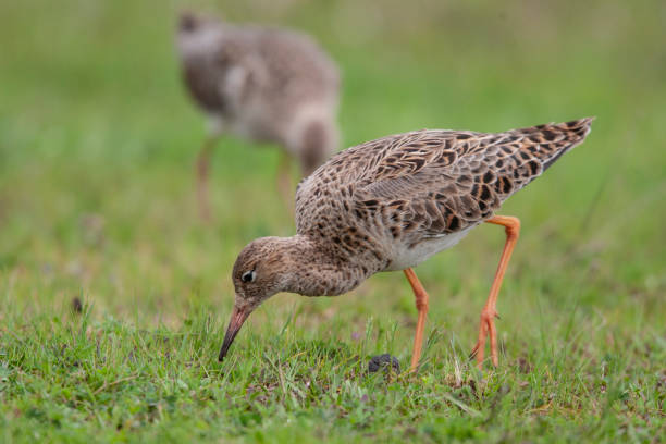 istock Ruff (Philomachus pugnax) bird in the natural habitat. 1227229672