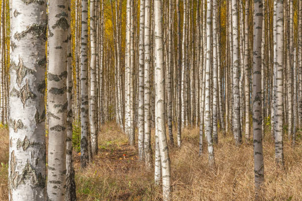 istock Birch trees with fresh green leaves in autumn. Sweden, selective focus 1227230523