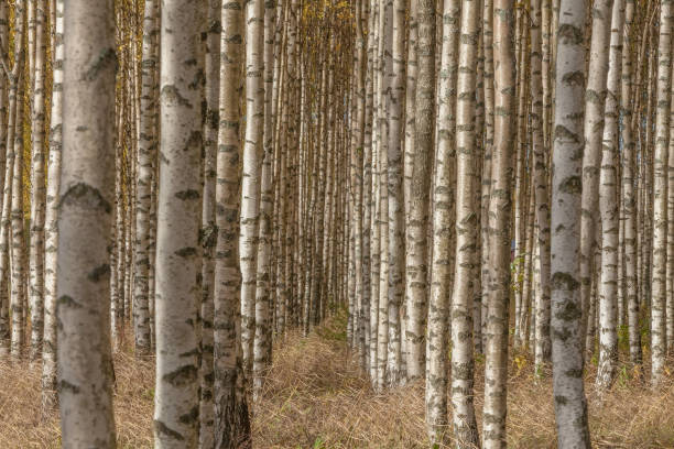 istock Birch trees with fresh green leaves in autumn. Sweden, selective focus 1227230528