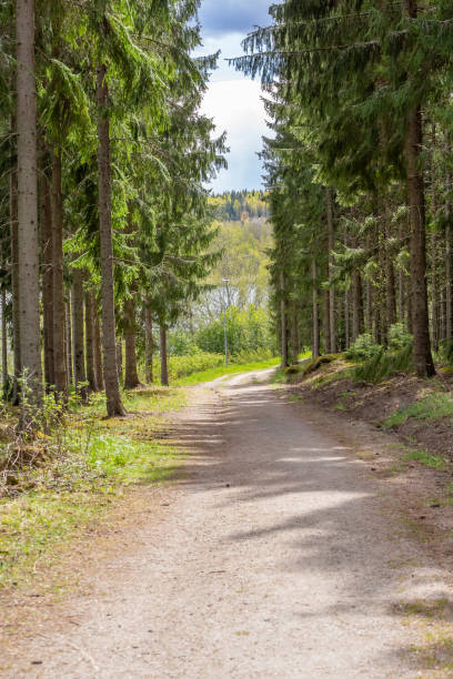istock Wide trail in the forest, park in central Sweden 1227230557