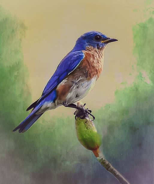 istock Beauty of Eastern Bluebird 1227231787