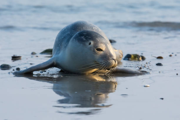 Common Seal Known Also As Harbour Seal Hair Seal Or Spotted Seal Pup Lying  On The Beach Helgoland Germany Stock Photo - Download Image Now - iStock